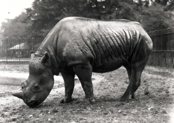 African rhinoceros